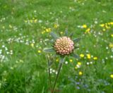 Acker Wittwenblume (1)